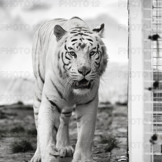 White tiger (Panthera tigris), portrait next to cage, leucism, restless, slightly open mouth,