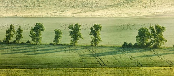 Panorama of Moravian rolling landscape with trees in early morning haze. Moravia, Czech Republic,