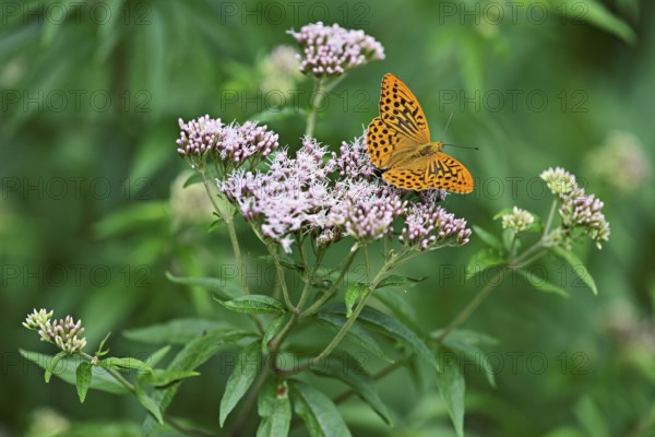 Silver-washed fritillary (Argynnis paphia), on common water eupatorium (Eupatorium cannabinum