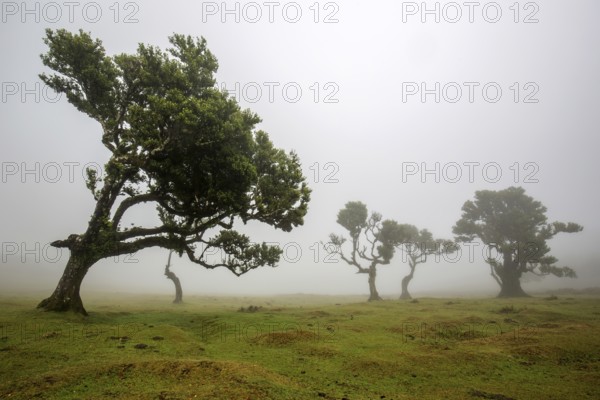 Laurel trees overgrown with moss and plants in the mist, old laurel forest (Laurisilva), stinkwood