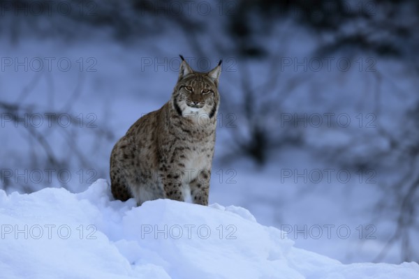 Carpathian lynx (Lynx lynx carpathicus), adult, in winter, in snow, alert, Bavarian Forest,
