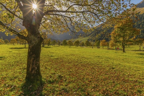 Engtal, Großer Ahornboden, Karwendel Mountains, Kalkalpen, Austria, Autumn-coloured sycamore maple