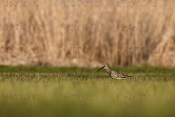 Eurasian curlew (Numenius arquata), single animal foraging in a meadow, Flusslandschaft Peenetal