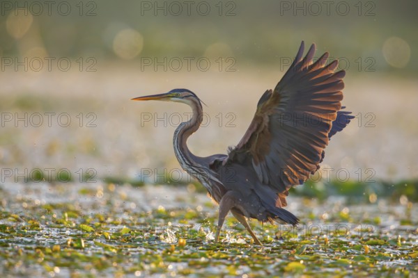 Purple heron (Ardea purpurea), the bird searches for prey in shallow water in the early morning and
