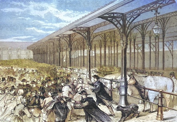 Agriculture Exhibition, Fat Ox Competition, at the Marche de la Vilette, 1869, France, Historic,