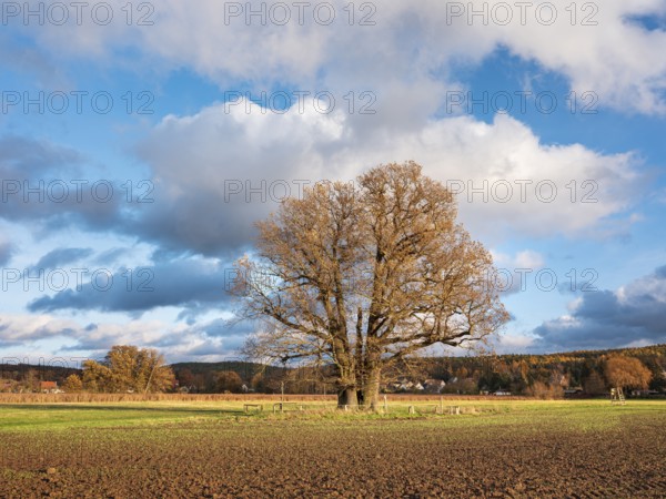 Ploughed field with huge solitary oak under blue sky with clouds in autumn, giant tree, natural