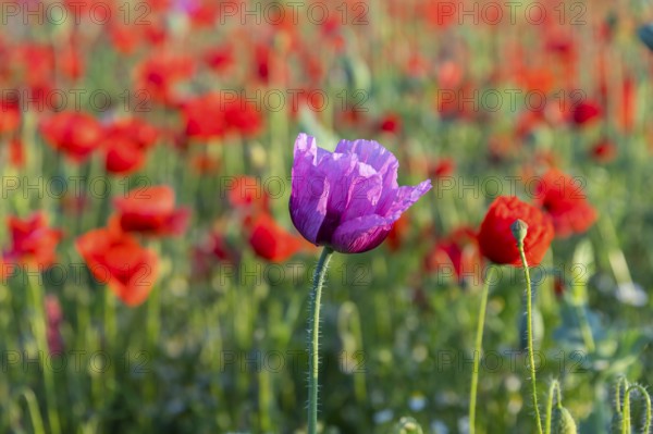 Single flower of blue poppy (Papaver somniferum), in the background red flowering poppy (Papaver