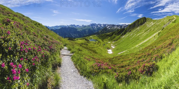 Alpine rose blossom, panorama from the Fellhorn over the Schlappoldsee and mountain station of the