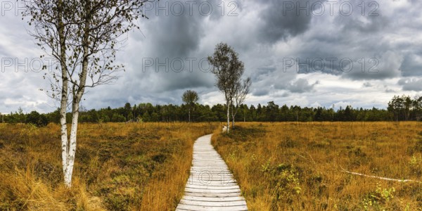 Broom common heather (Calluna Vulgaris) cross-leaved heath (Erica tetralix) and birch trees