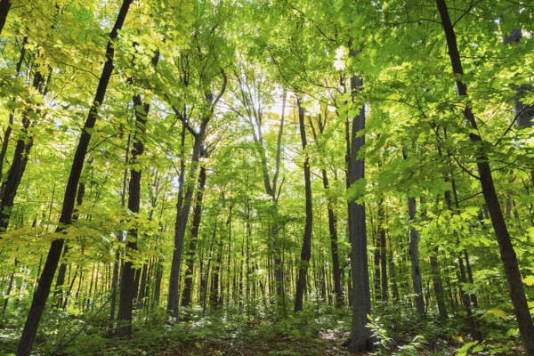Mixed forest of tall backlighted Acer - Maple, Betula - Birch trees with abundant green, yellowish
