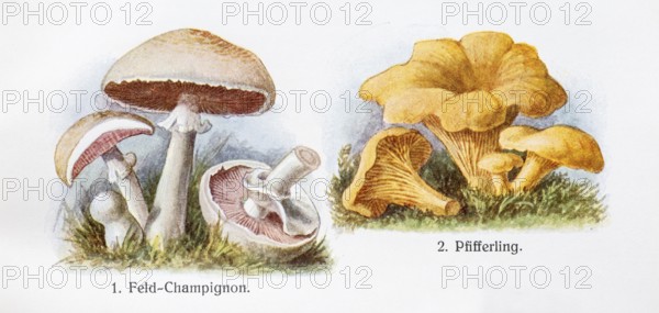 Drawings of edible mushrooms, field mushroom (Agaricus campestris), also known as field mushroom,