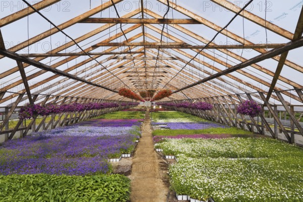 Purple and red Petunias in hanging baskets plus mixed white, lavender and blue flowering plants in