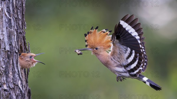 Hoopoe (Upupa epops) Bird of the Year 2022, with beetle larva as prey for the young bird in the