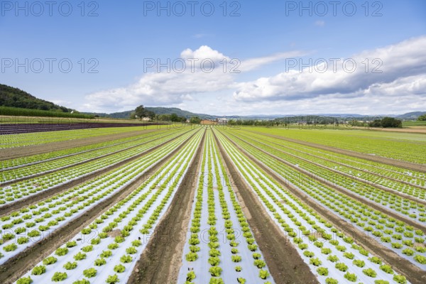 Young lettuce growing in a field, lettuce cultivation, vegetable cultivation, cultivation of