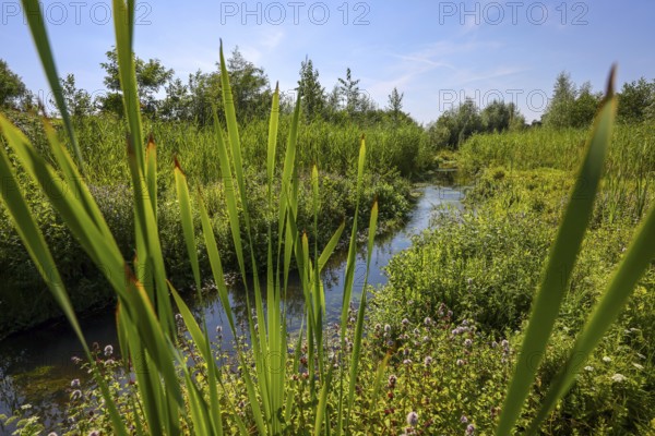 Bottrop-Gladbeck, North Rhine-Westphalia, Germany, Renaturalised Boye, the tributary of the