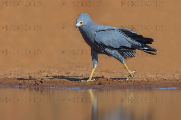Cave harrier, Polyboroides typus), goshawk family, Morgan Kunda lodge / road to Kat, Jajari, North