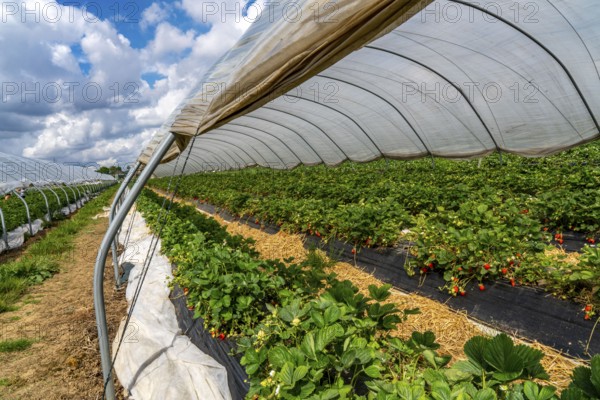 Harvest of strawberries, strawberry cultivation in the open, under a foil tunnel, young strawberry
