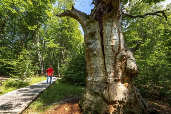 The Sababurg primeval forest, or primeval forest in the Reinhardswald, is a 95-hectare biotope
