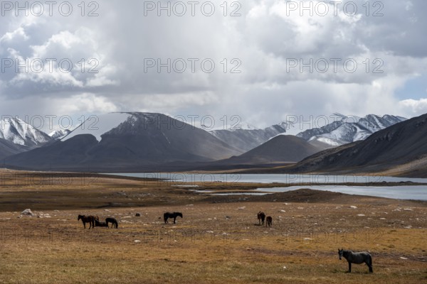 Horses in front of mountain lakes and glaciated and snow-covered peaks, Ak Shyrak Mountains, near