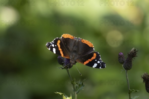 Red admiral (Vanessa atalanta) butterfly feeding on a Creeping thistle flower, Suffolk, England,