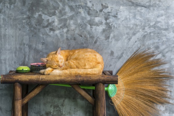 Cat sleeping on a table, pet, domestic cat, animal, sleeping, rest, resting, lazing, resting, lazy,