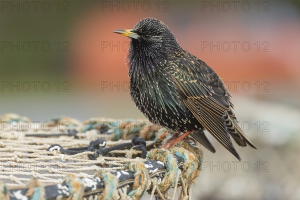 European starling (Sturnus vulgaris) adult bird singing on a lobster pot in a seaside harbour,