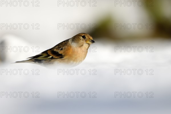 Brambling (Fringilla montifringilla), female, in the snow, winter feeding, Oberhausen, Ruhr area,