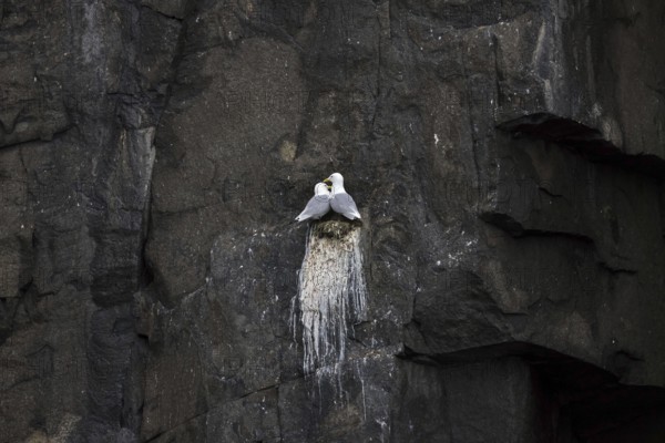 Black-legged kittiwakes (Rissa tridactyla) pair nesting on rock ledge in sea cliff at seabird
