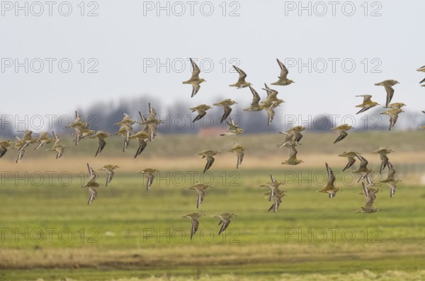 Eurasian Golden Plover (Pluvialis apricaria) flock in flight over a coastal marsh, migrating
