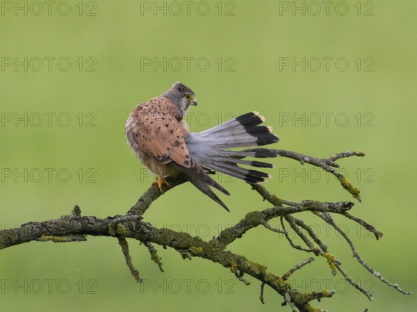 A kestrel perched on a mossy branch against a green background, preening itself, with its tail