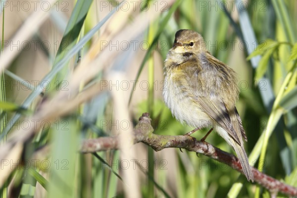 Chiffchaff or willow warbler (Phylloscopus collybita), animal hidden in the biotope,