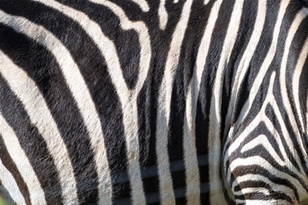 The zebra's stripes are black and white. The stripes are very close together, and the zebra's skin