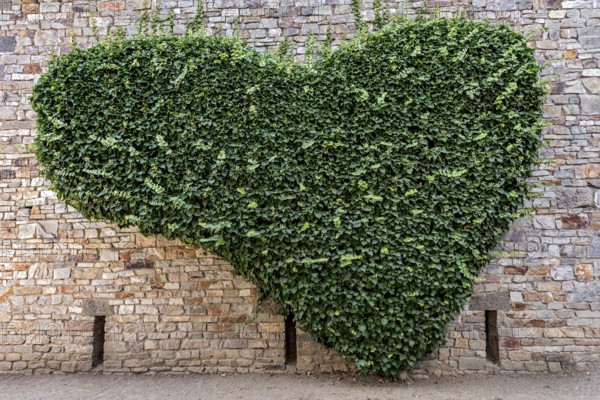 Wall of natural stone heart-shaped overgrown with ivy (Hedera helix), heart, Roman fort Saalburg,