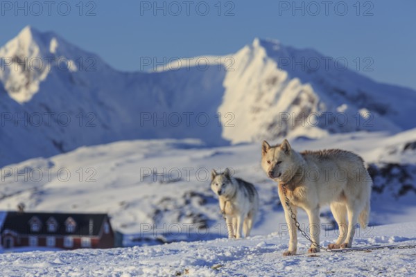 Greenland dogs, huskies in the snow in front of mountains, sunny, Kulusuk, East Greenland,