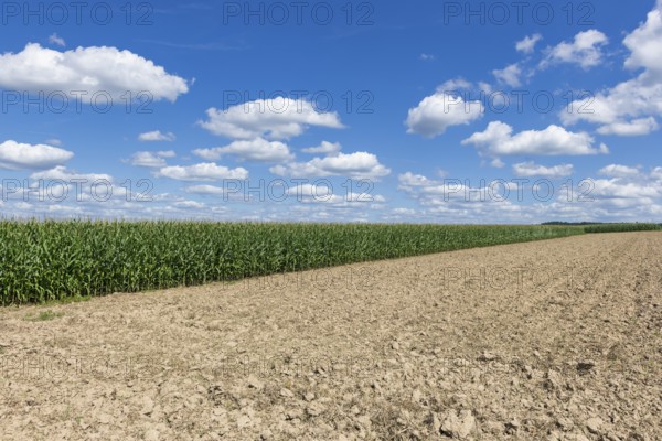 Symbolic image, renewable energies, maize plants, biogas plant, feed maize, maize cobs, clouds,