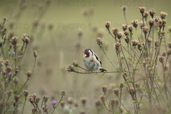 European goldfinch (Carduelis carduelis) adult bird on Knapweed plant seed heads, Lincolnshire,