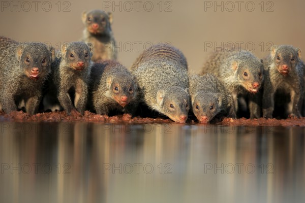 Zebra mongoose (Mungos mungo), adult, group, at the water, drinking, Kruger National Park, Kruger