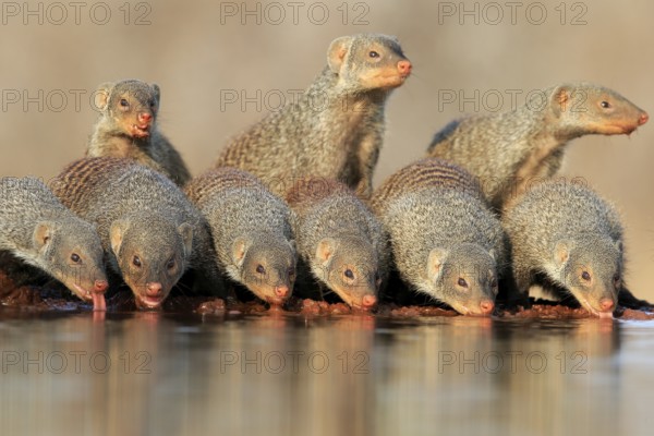 Zebra mongoose (Mungos mungo), adult, group, at the water, drinking, Kruger National Park, Kruger