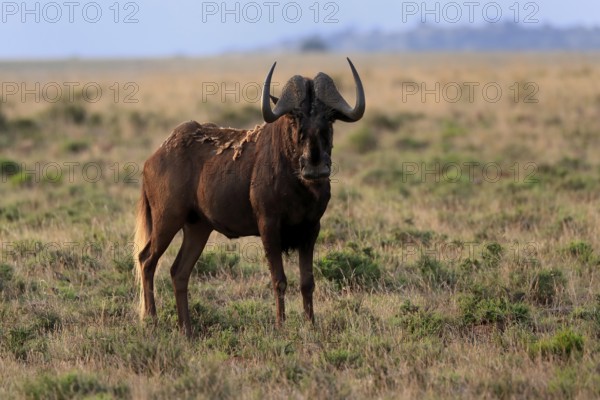 White-tailed wildebeest (Connochaetes gnou), adult, alert, Mountain Zebra National Park, Eastern