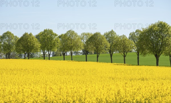 Avenue with linden trees by fields with rapeseed in Ystad Municipality, Skåne, Sweden, Scandinavia,