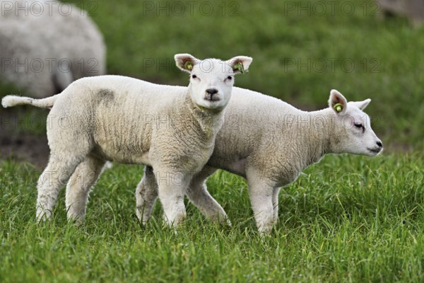 Domestic sheep (Ovis aries), two white lambs standing in a meadow, Texel, North Holland,
