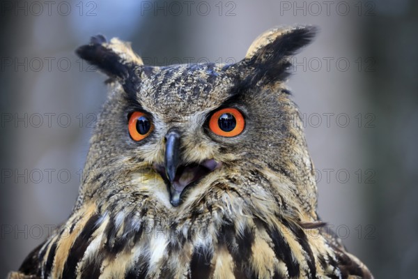 Eurasian Eagle-owl (Bubo bubo), adult calling portrait, in winter, Zdarske Vrchy, Bohemian-Moravian