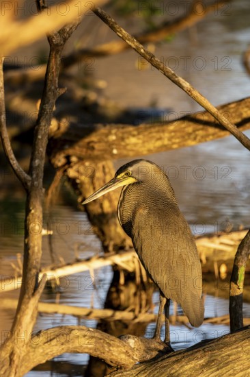 Bare-throated tiger heron (Tigrisoma mexicanum), Corcovado National Park, Osa, Puntarena Province,