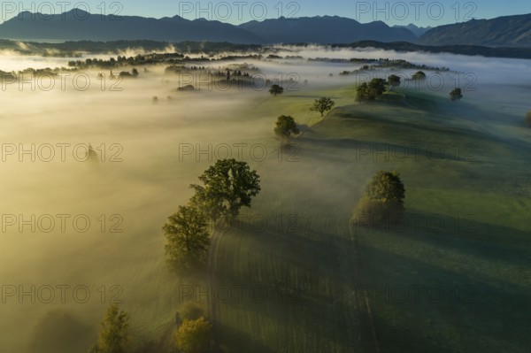 Aerial view of trees (oaks) and meadows in the morning light, mountain landscape, autumn, fog,