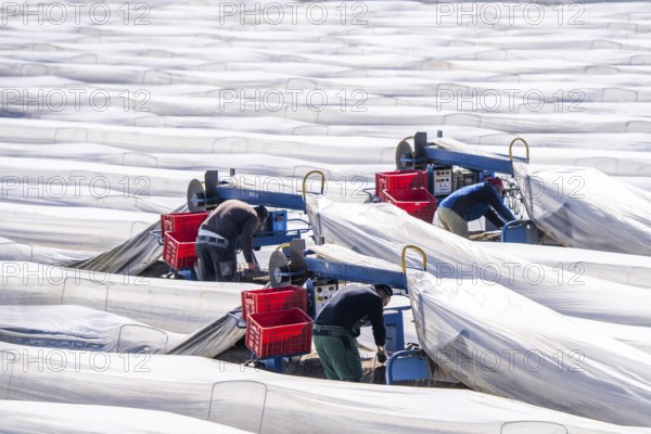 Asparagus harvest on the Lower Rhine, near Wesel, asparagus field under thermo foil, for faster