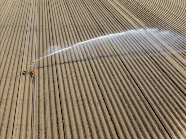 Artificial irrigation of a potato field in April, with a sprinkler system, long drought in spring