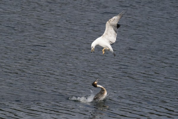 Mediterranean gull (Larus michahellis) attacking a great crested grebe (Podiceps cristatus), Hesse,