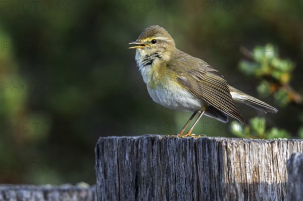 Willow warbler (Phylloscopus trochilus, Motacilla trochilus) calling from wooden fence post in