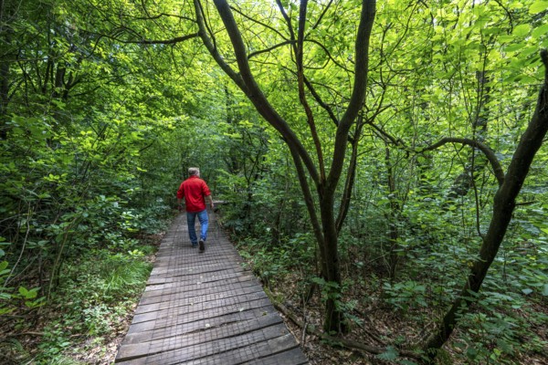 Bohlenweg, in the Sababurg primeval forest, or also primeval forest in the Reinhardswald, is a