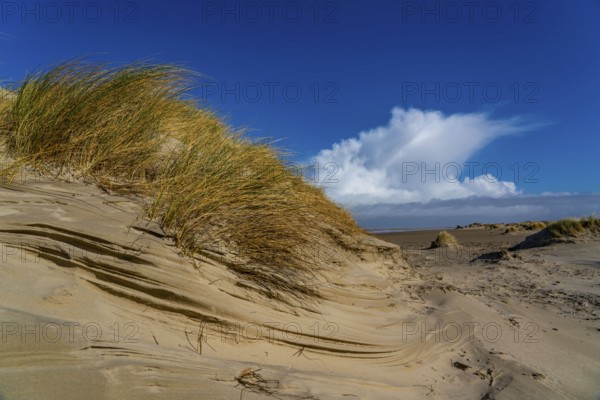 Dune landscape, sand dunes, dune grass in the west of Borkum, island, East Frisia, winter, season,